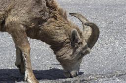 Big horned sheep zoom in